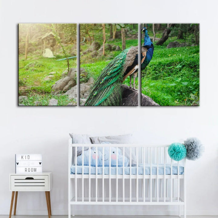 Dignified Sunlit Peacock-Canvas Wall Art Painting 3 Pieces