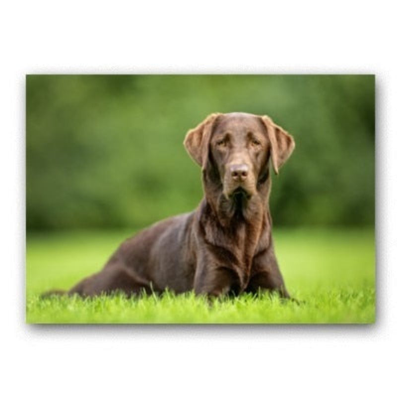 Lovely Modern Pet Dog - Canvas Wall Art Painting