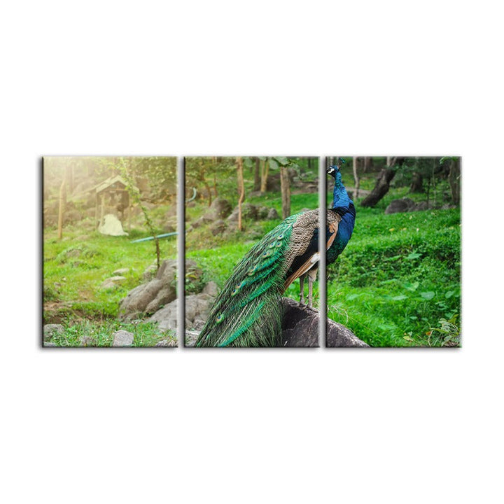 Dignified Sunlit Peacock-Canvas Wall Art Painting 3 Pieces